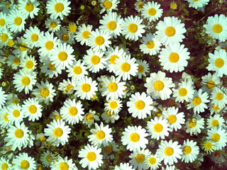 flowers2.jpg