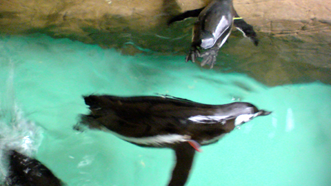penguinchan.jpg